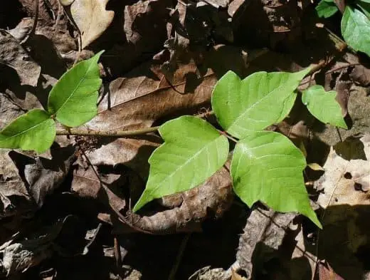 How Do You Treat Poison Ivy While Camping